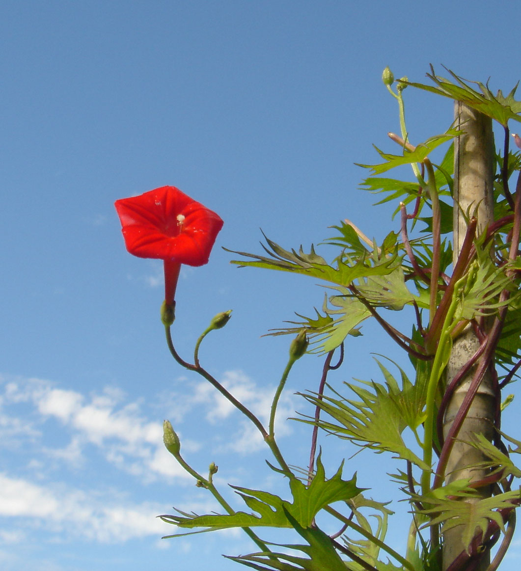 Cardinal Flower Vine