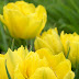 Spring Colors