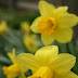 Early Spring Garden