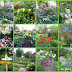 Seasons in our Garden