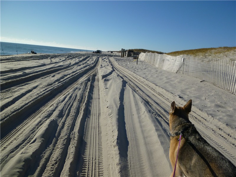 island beach state park nj. clipart tire tracks. island beach state park nj.