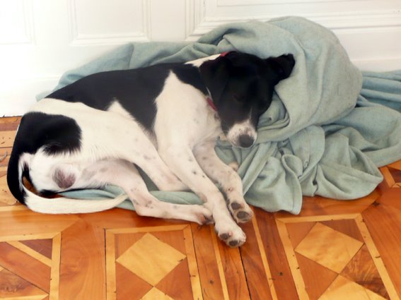 [lazy+sunday...1.jpg]