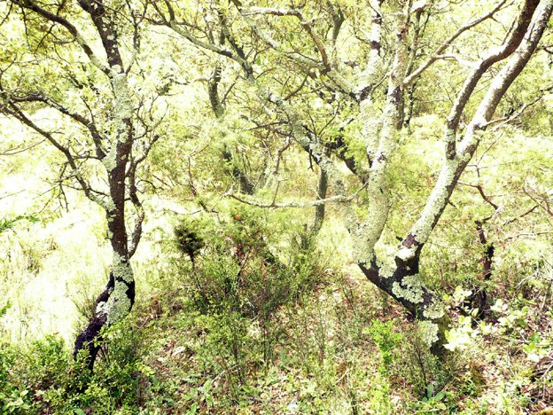 [arbres...jpg]