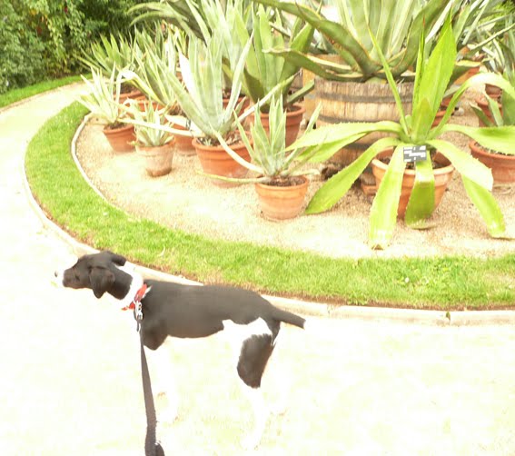 [carlito+im+botanischen+garten.jpg]