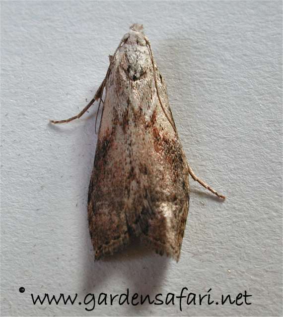 Why Are Moths Attracted To My House