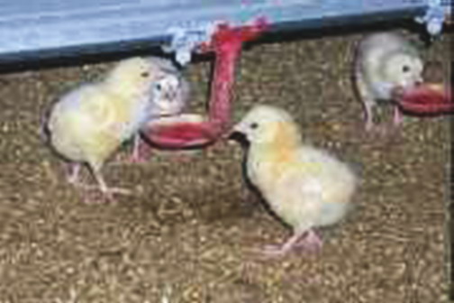 [التحصين+في+مياه+الشرب.jpg]