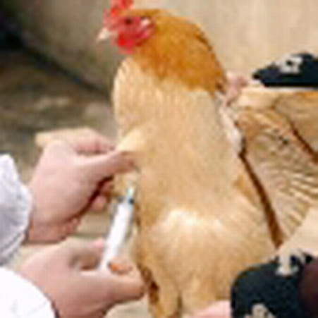 [الحقن+تحت+الجلد.jpg]