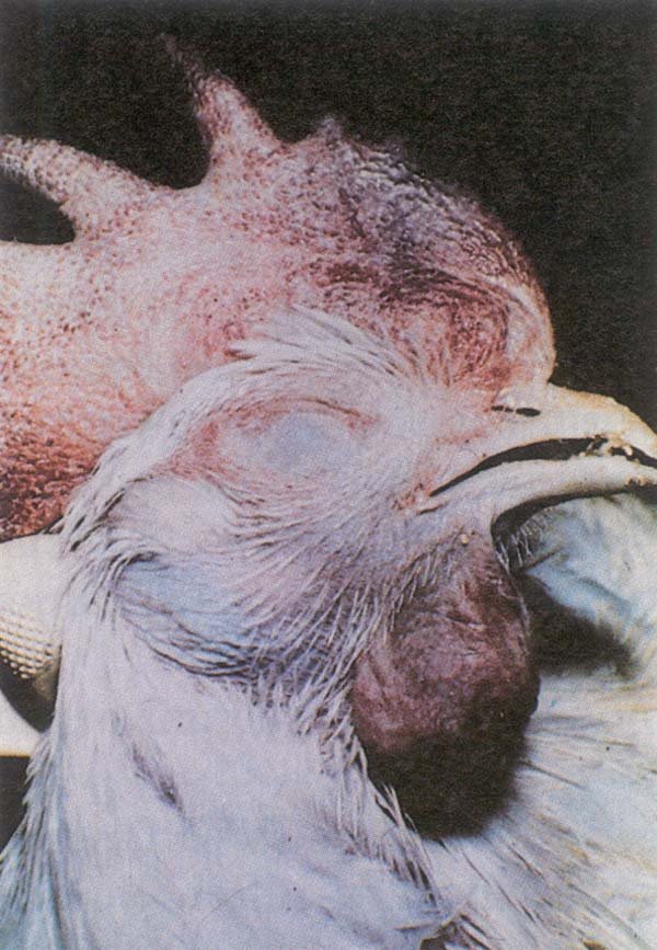 [التهاب+الجيوب+الانفيه.bmp]