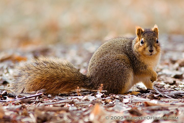 [IMG_0379_squirrelside.jpg]