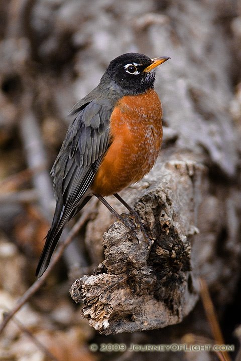 [IMG_0628_robin.jpg]