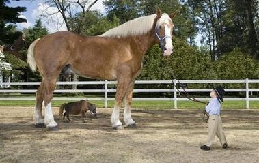 World Tallest & Smallest Horse World Tallest & Smallest Horse