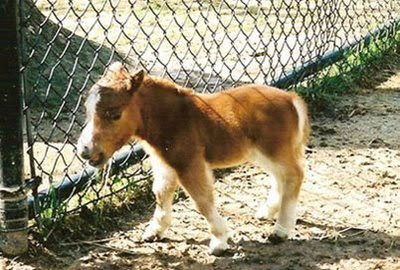 World Tallest & Smallest Horse World Tallest & Smallest Horse