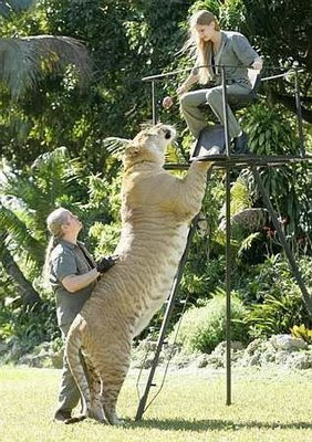 World Largest Tiger World Largest Tiger