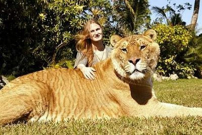 World Largest Tiger World Largest Tiger