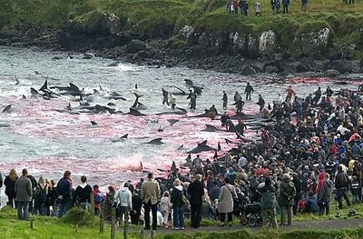 Merciless killing of Dolphins Merciless killing of Dolphins