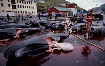 Merciless killing of Dolphins Merciless killing of Dolphins