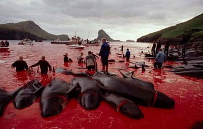 Merciless killing of Dolphins Merciless killing of Dolphins