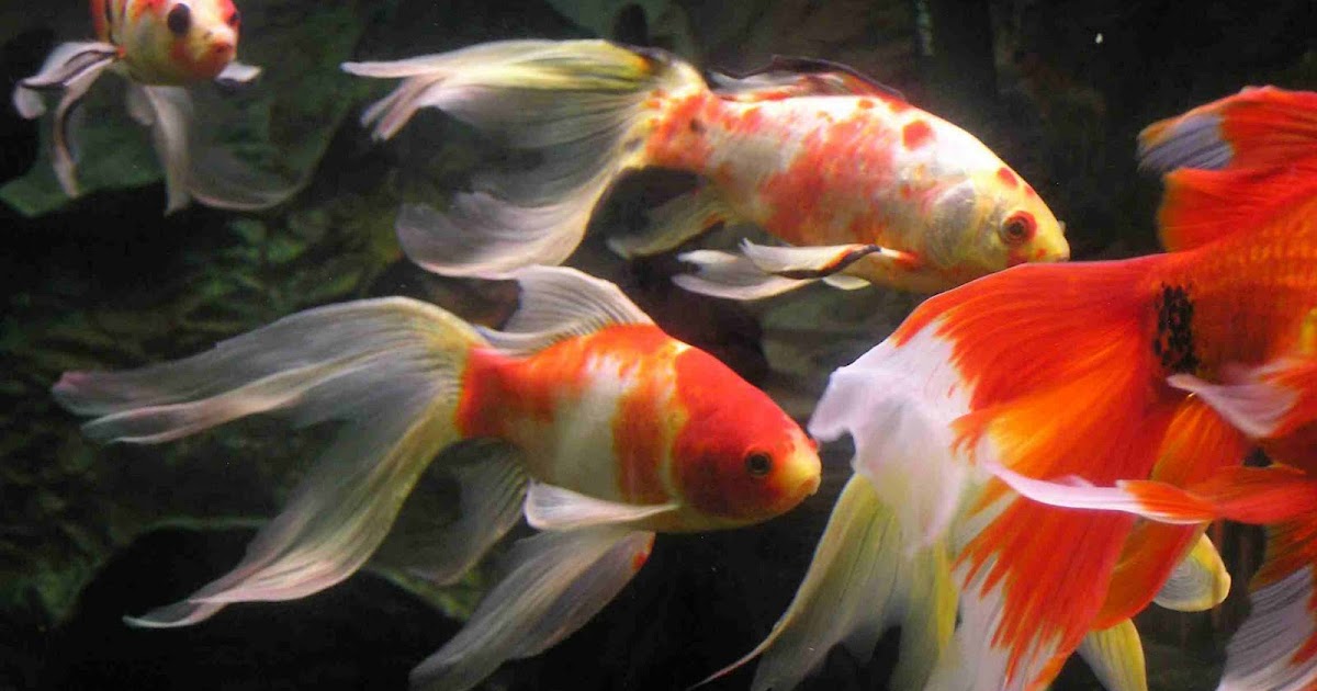 Cuéntanos sobre tus Mascotas!: Peces