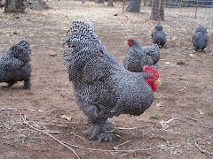 The Chickens