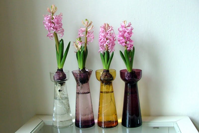 Kaylovesvintage hyacinth vases