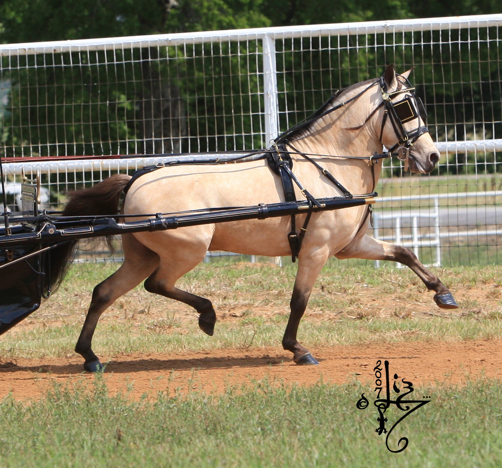 Medicine Wheel Miniature Horses Herd Sire Alamos Sirs Echo