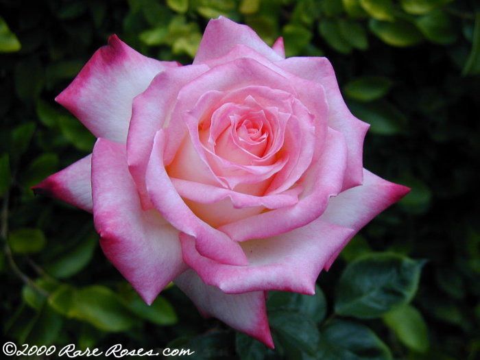 Rare Roses Roses A Beautiful Addiction