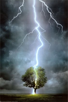 [tree.jpg]