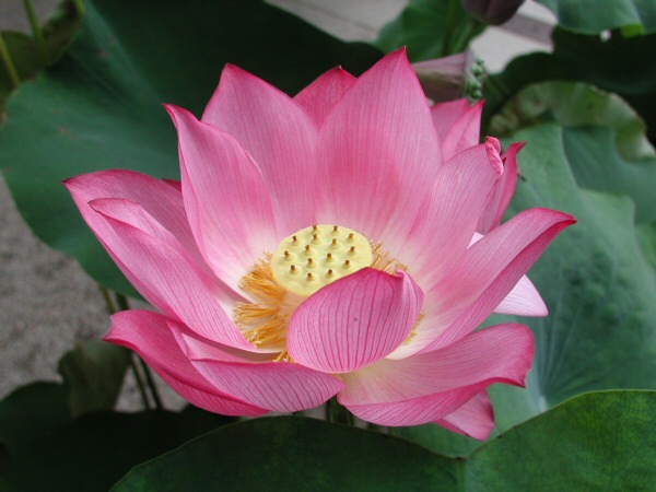 [LotusFlower.jpg]