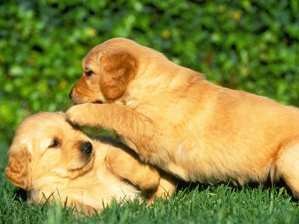 Reflexión sobre el maltrato de los animales Reflexión sobre el maltrato de los animales