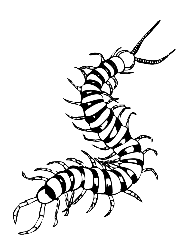 Animales