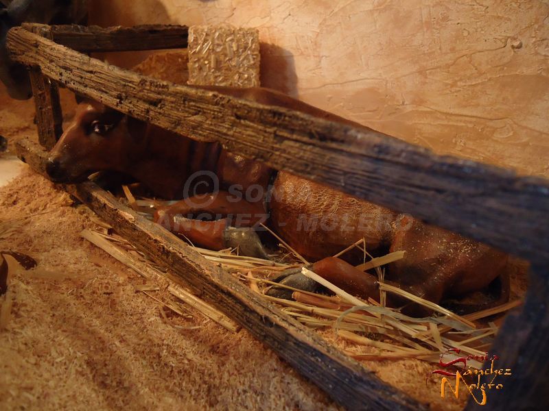 Nacimiento Crivi 014
