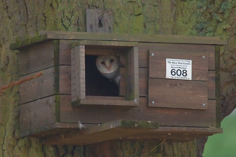 PLANS FOR OWL BOXES » Home Plans