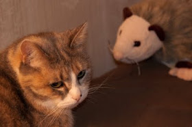 possum webkinz