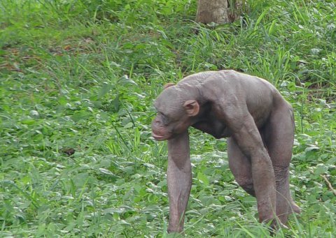 a hairless gorilla a hairless gorilla