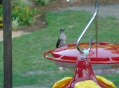Our regular hummingbird..one of the 3.
