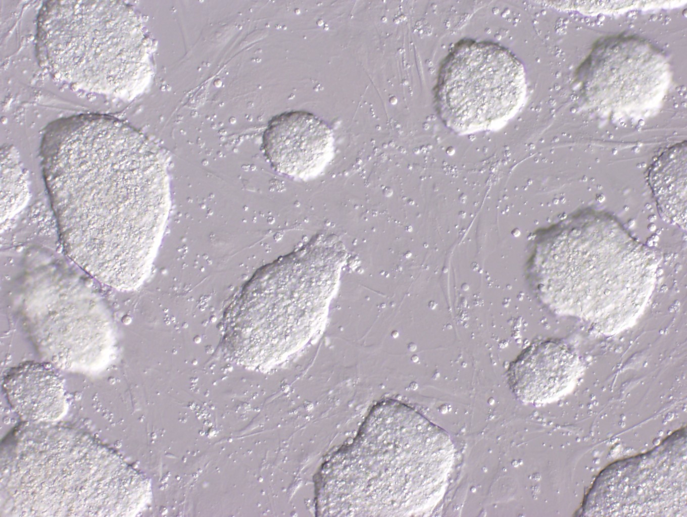 [C57mouse+ES+cell.jpg]