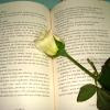 Una rosa blanca y un libro...