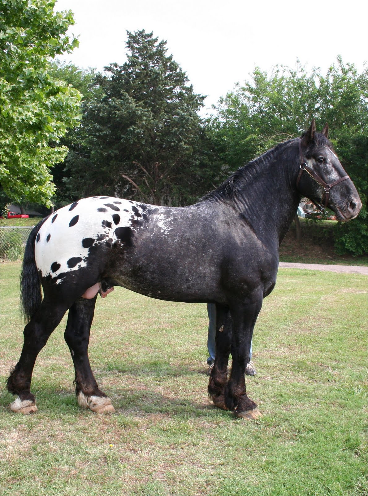 Destrier Horse