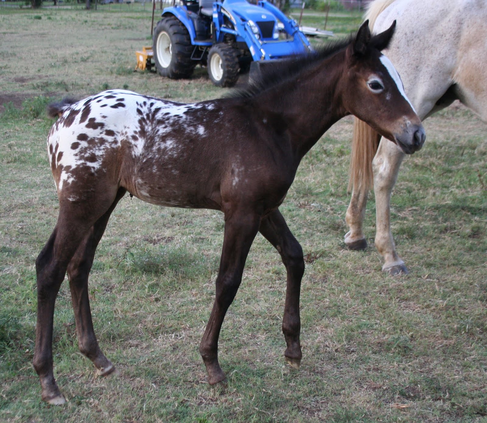 pics of horses born black, turn grey, and end up being white? please