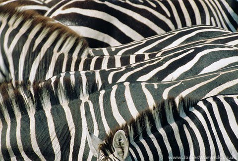 lack with white stripesquot;. Black And White Patterns For Babies. lack with white stripesquot;.