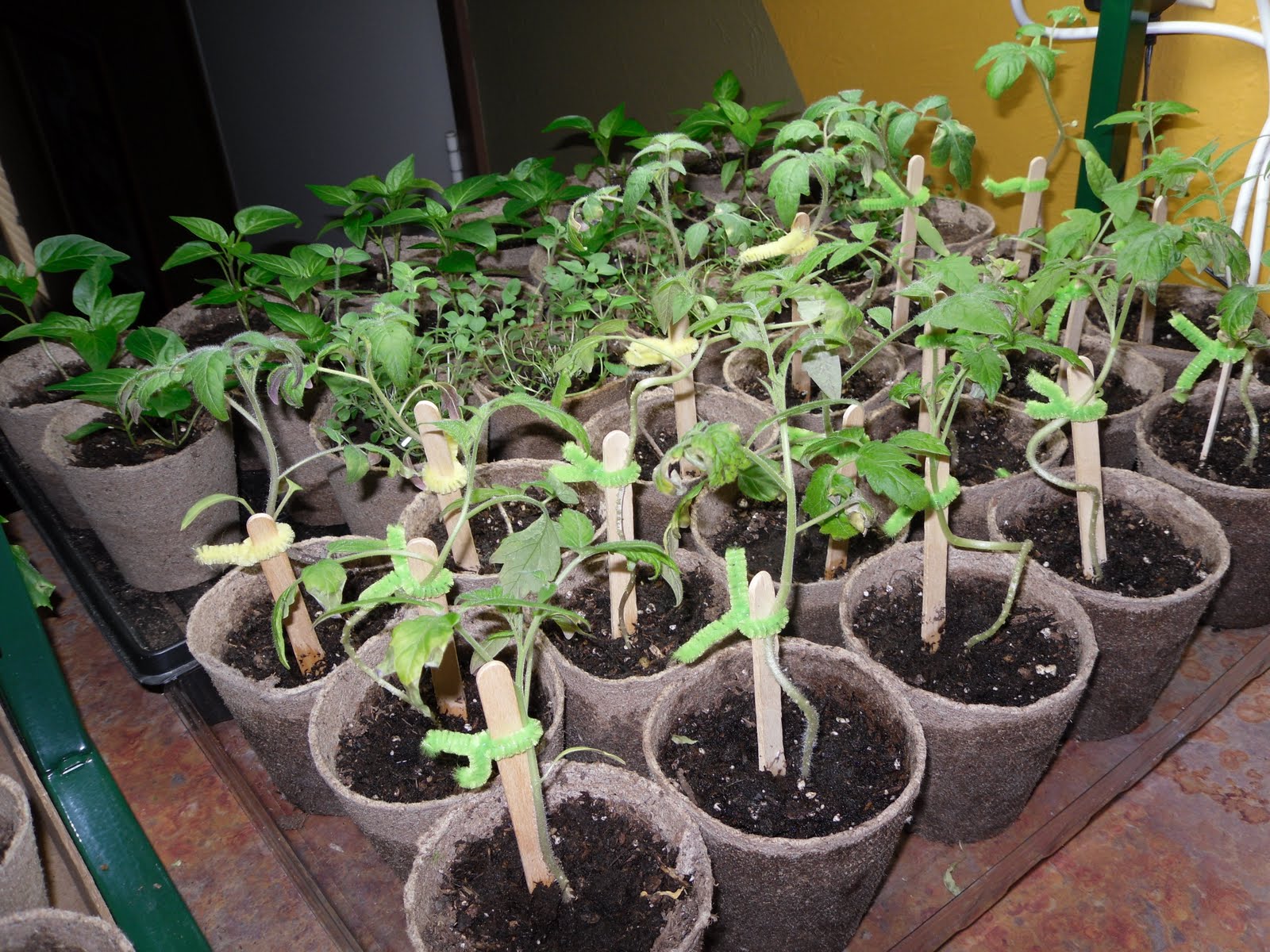From the Ark to the Pantry... Transplanting into larger pots