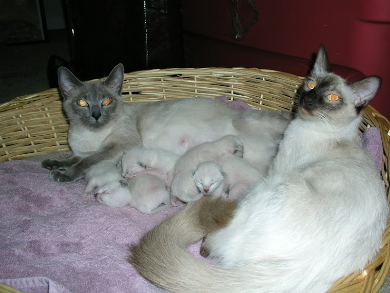 Still pregnant, Sushi plays "Nana" to Rubie's kittens