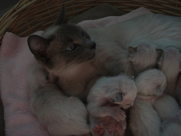 Sushi and her four boys