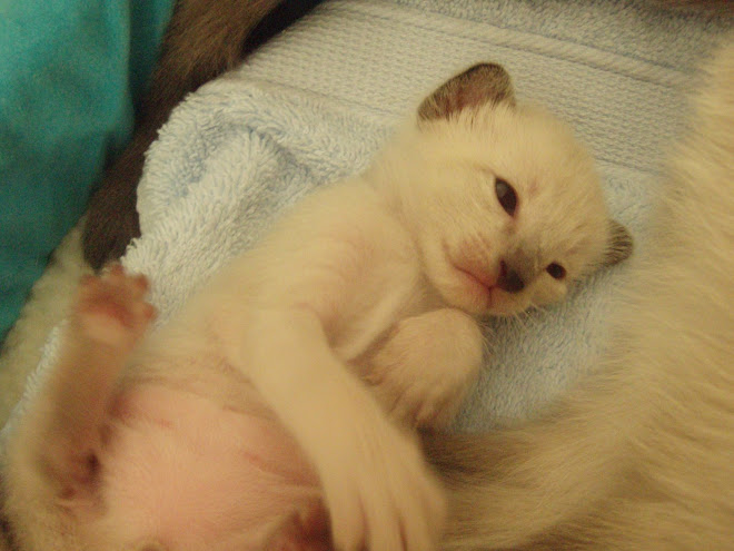 The kittens love tummy rubs