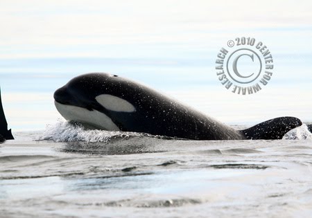 orca calves