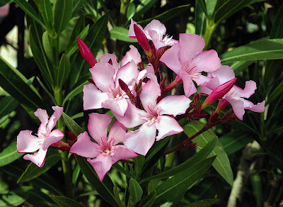 Цветы олеандра. Oleander's flowers
