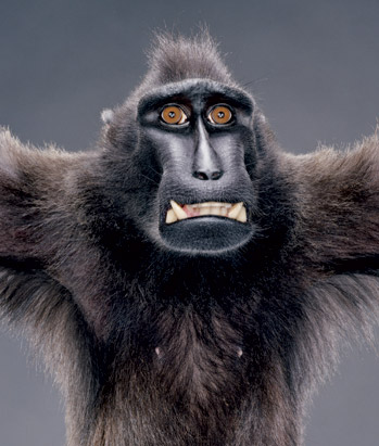 Photobucket | monkey smile Photobucket | monkey smile