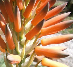 aloes, verás...