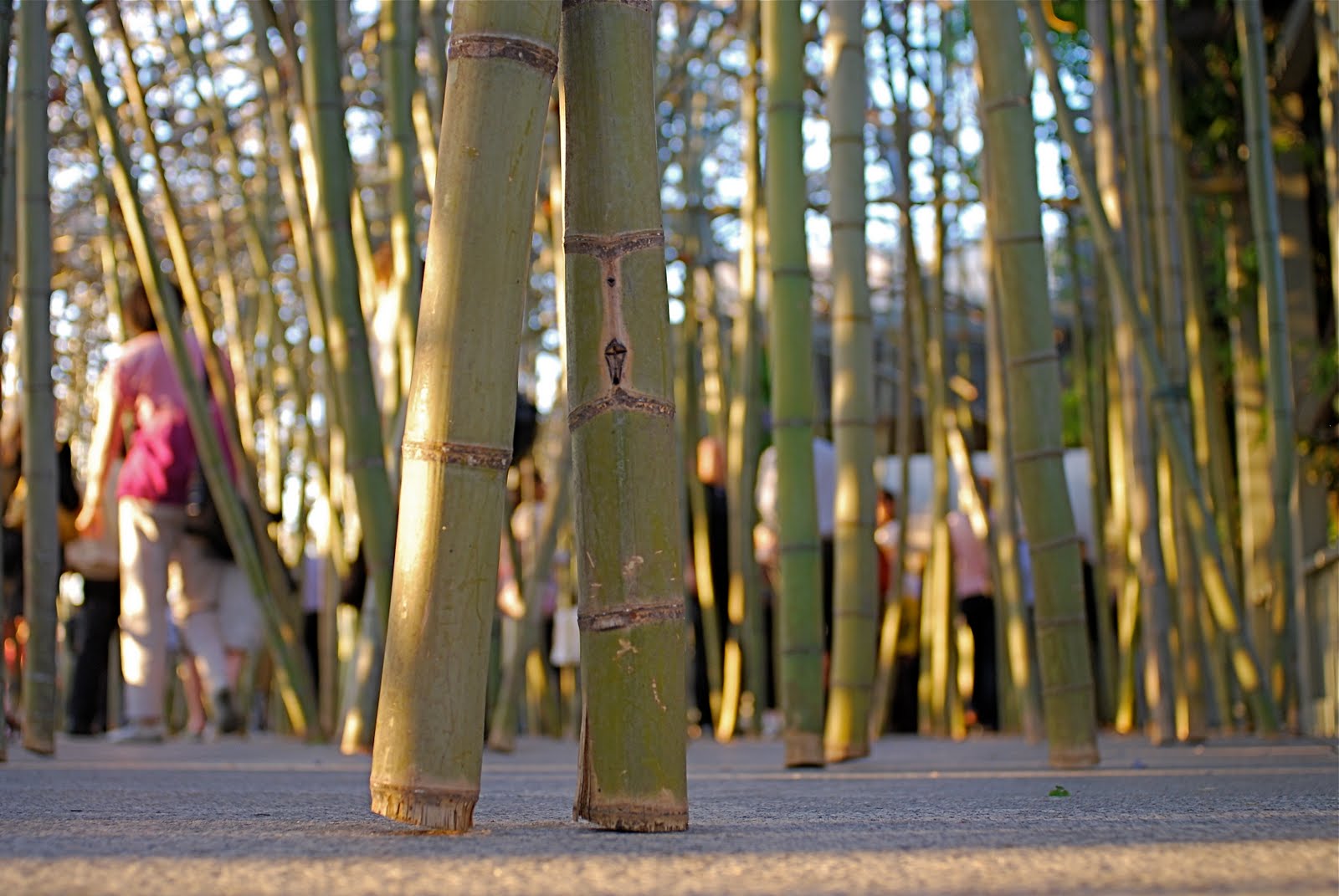 NYC ♥ NYC Doug and Mike Starn's Monumental Bamboo Installation "Big