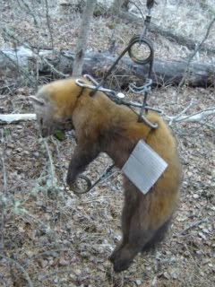 Trapping Supplies Review: Marten Trapping in Canada